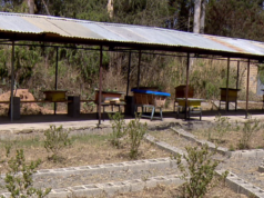 ዘንድሮ የሚከበረዉን የንቦች ቀን በትግራይ ቀኑን ታስቦ እንዲዉል የሚያስችል ሁኔታ አለመኖሩን ተገለፀ፡፡ 