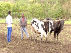 ምዝማን ናውቲ ሕርሻ