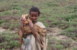 ወፍሪ ልምዓት ድንሽን ሽኮር ድንሽን “Potato Revolution” ወያነ ድንሽ
