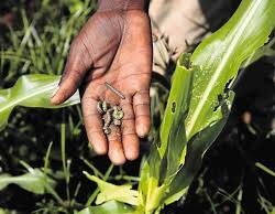 ሓሰኻ ባርኖስ ኣብ ዞባ ደቡብ ትግራይ