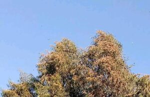 ኣብ ወረዳ ኣፅቢ ስፍሓት ዘለዎ ዕስለ ኣምበጣ ከም ዝተርኣየ ምምሕዳር እታ ወረዳ ኣፍሊጡ።