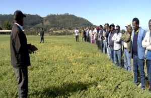 ምብዛሕ ምሩፅ ዘርኢ ማእኸል ምርምር ሕርሻ መቐለ ምስ ትካል ምግብን ሕርሻን ዓለም