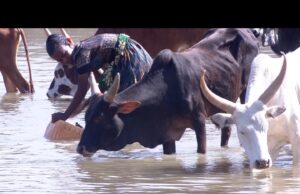 “ማዕረ ማዕረ እንስሳት ኣብ ግድብ ክንሰትይ ተገድድና፡፡” – ነበርቲ ጣብያ ማቻረ