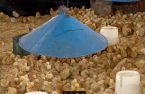 ተስፋታት መፃኢት ትግራይ