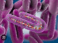 ሕማም ማርበርግ ቫይረስ ከመይ ምክልኻል ይከኣል?