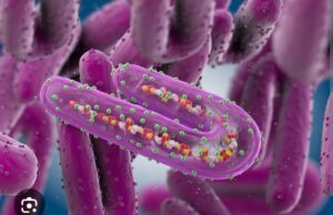 ሕማም ማርበርግ ቫይረስ ከመይ ምክልኻል ይከኣል?