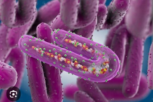 ሕማም ማርበርግ ቫይረስ ከመይ ምክልኻል ይከኣል?